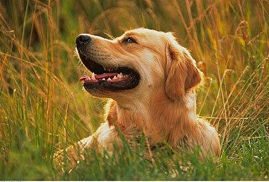 Unity的0.2美元，掀起了编辑器领域的洗牌